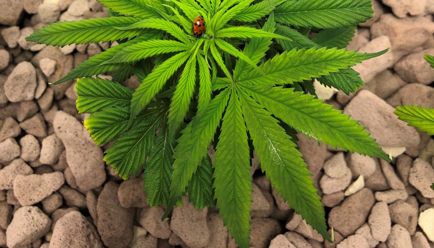 Hemp plant with ladybug on it