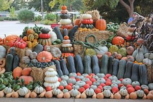 Fall crop display at West Tennessee REC
