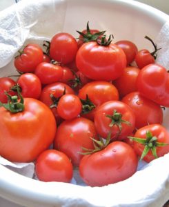 tomatoes in bucket
