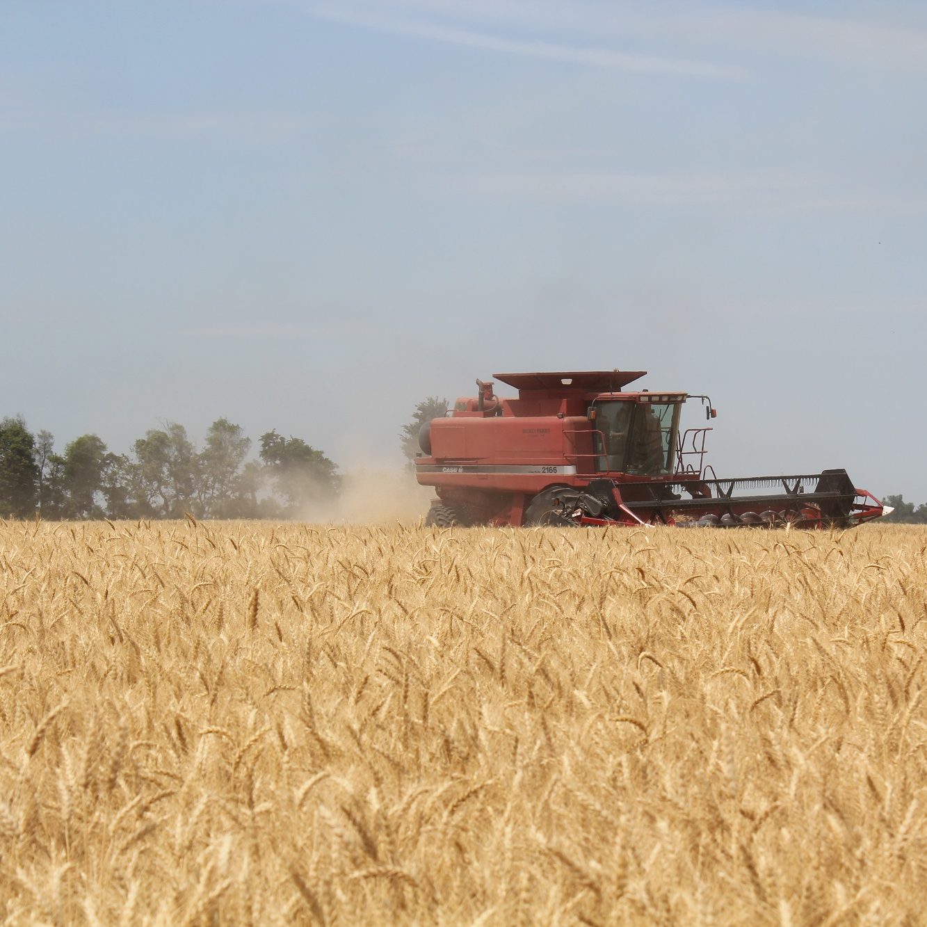 Grain Harvesting 