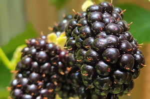 close-up view of blackberries on vine