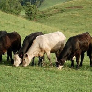 Cattle grazing in pasture