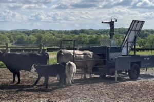 Solar Powered Green Feed Units for cattle