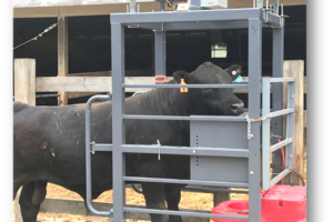 Smart Scale for cattle