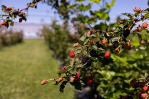 Blackberries