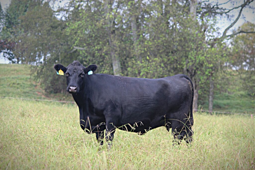 Beef cow in pasture