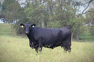 Beef cow in pasture