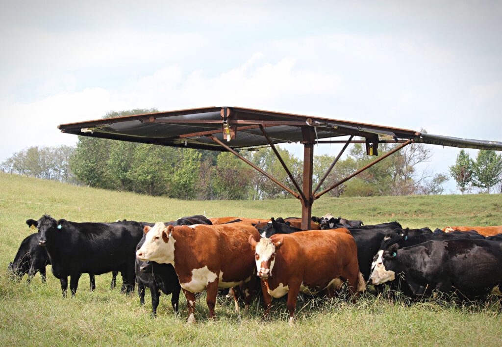 Cattle gathered under feeder/shelter