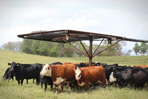 Cattle gathered under feeder/shelter