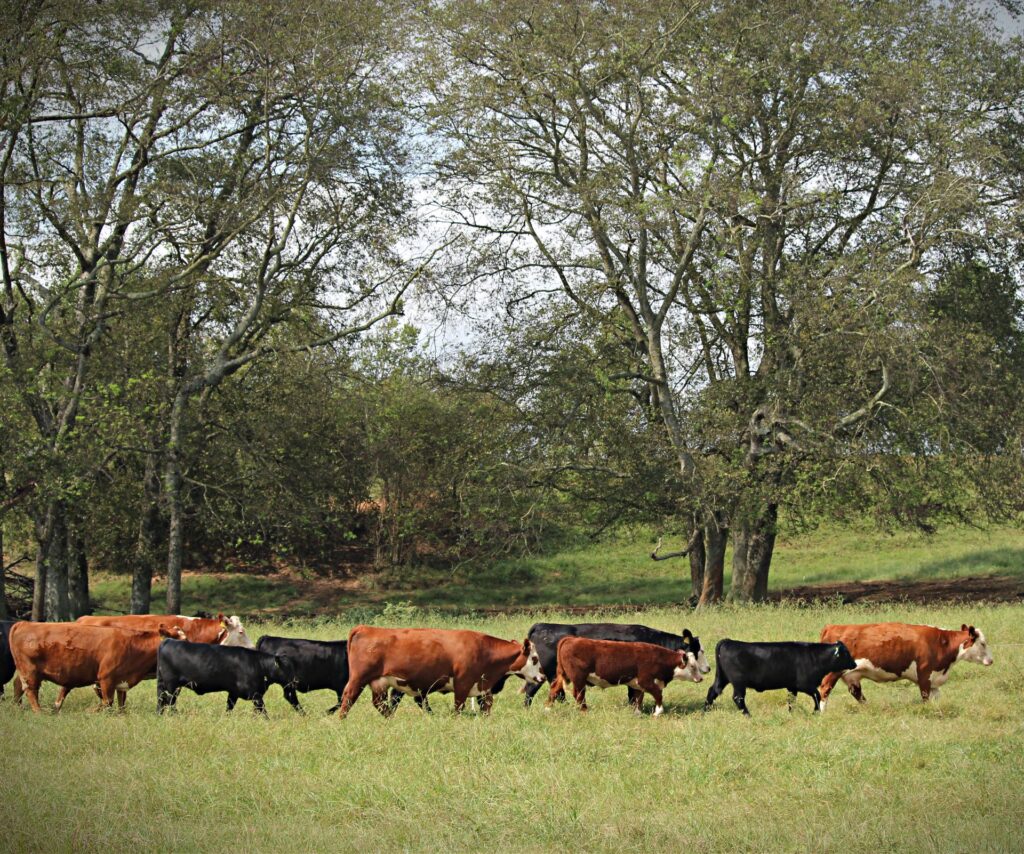 Cattle moving through field beside trees