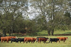 Cattle moving through field beside trees
