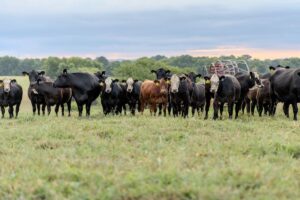 Cattle in pasture on the Middle TN AgResearch and Education Center