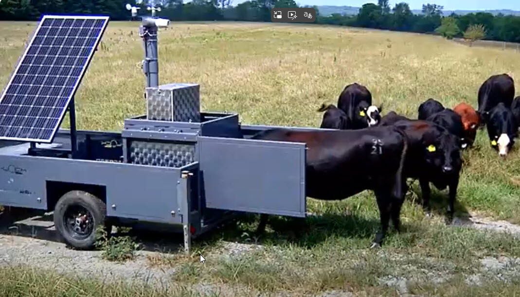 Cattle utilizing new Precision Livestock Farming equipment