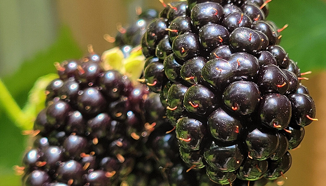 close-up view of blackberries on vine